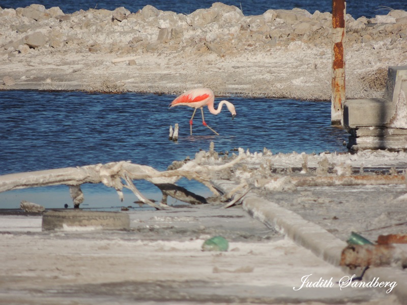 Foto Flamenco Austral