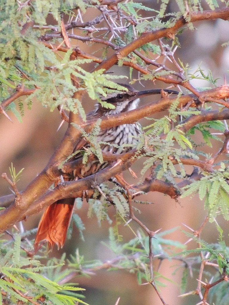 Foto Chinchero Grande