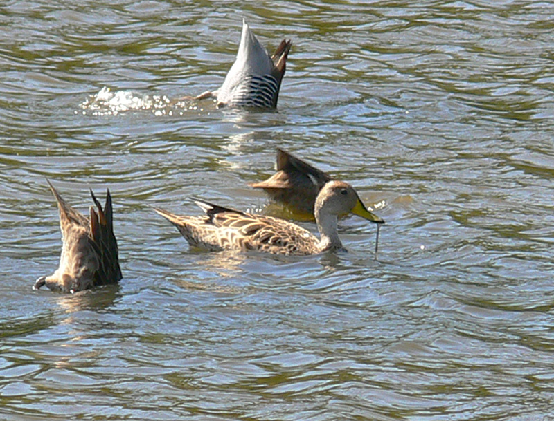 Foto Pato Maicero