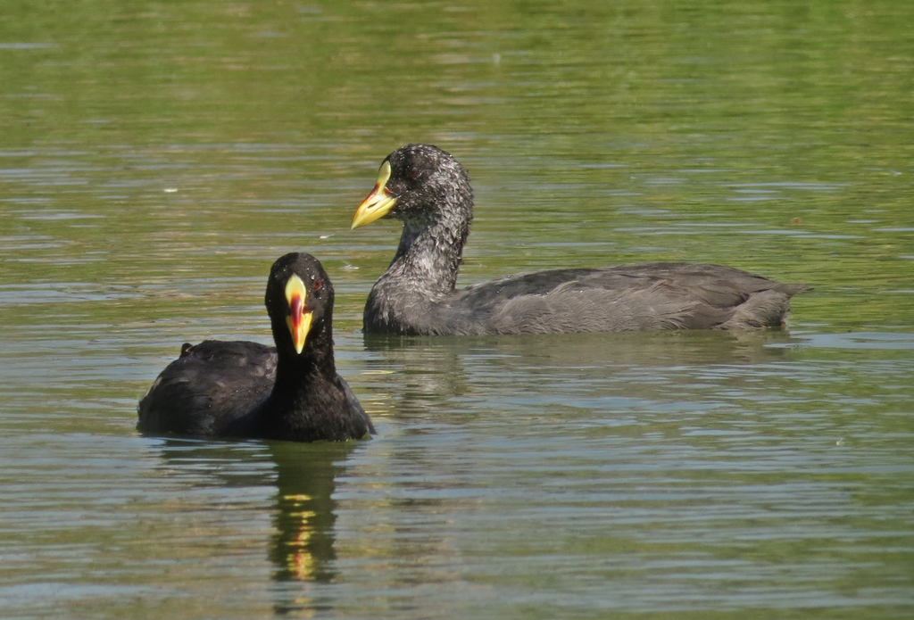 Foto Gallareta Ligas Rojas