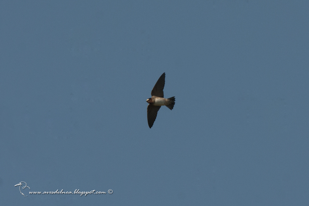 Photo Golondrina Rabadilla Canela