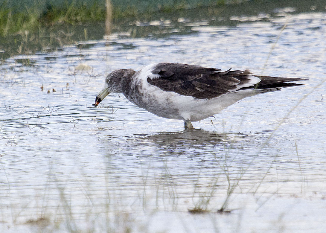 Foto Gaviota Cangrejera