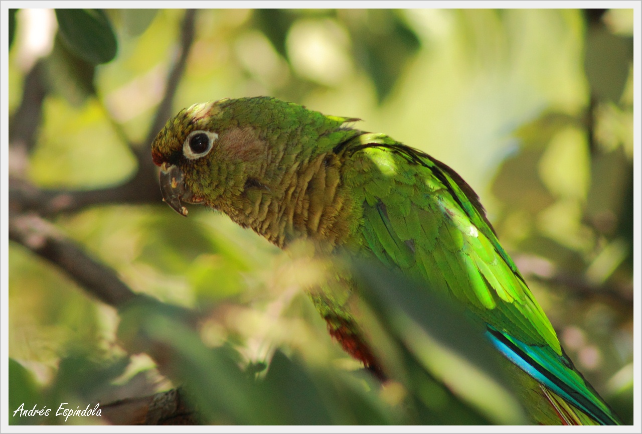 Foto Chiripepé Cabeza Verde