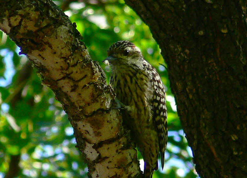 Carpintero Bataraz Chico (Veniliornis mixtus) - EcoRegistros