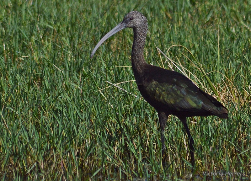 Foto Cuervillo de Cañada