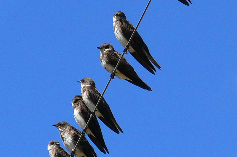 Foto Golondrina Parda