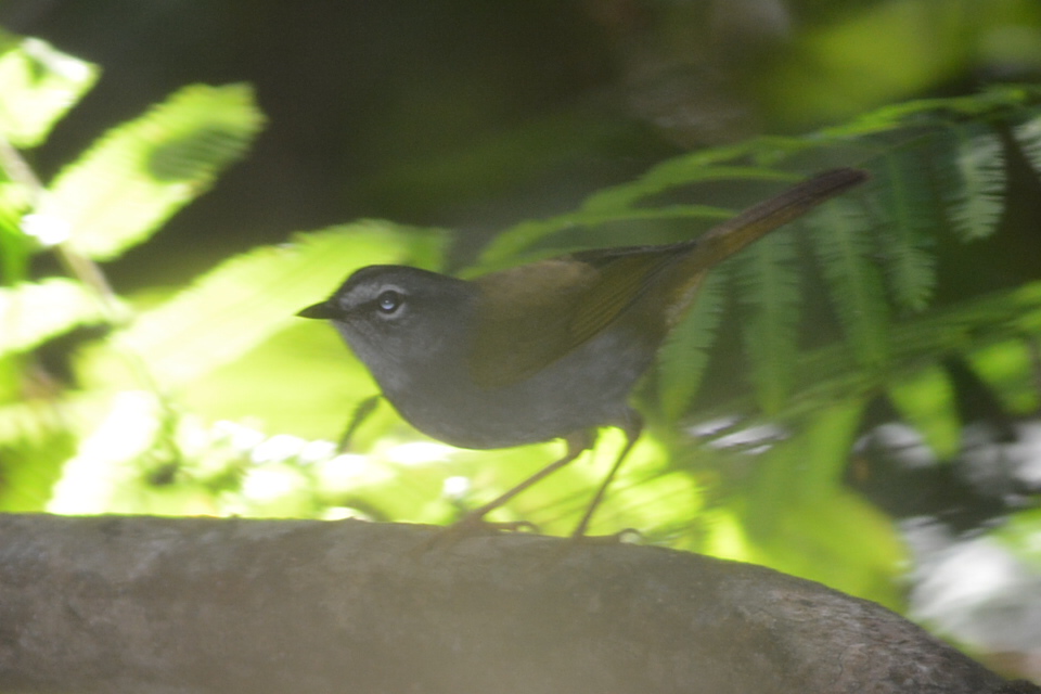 Foto Arañero Silbón