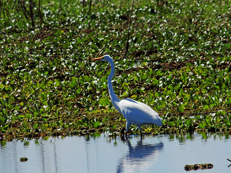 Foto Garza Blanca