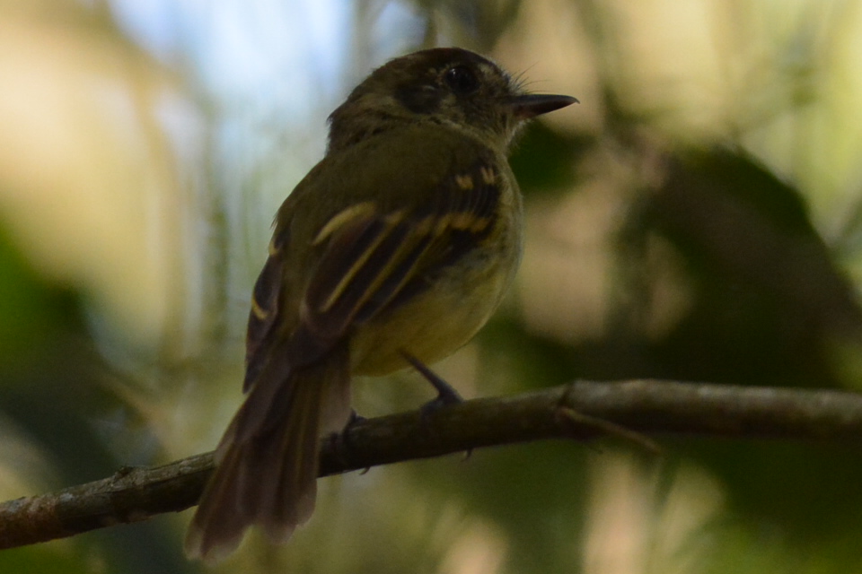 Photo Mosqueta Corona Parda