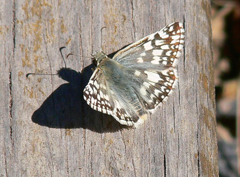 Foto Ajedrezada de Lunar
