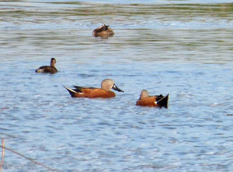 Foto Pato Cuchara