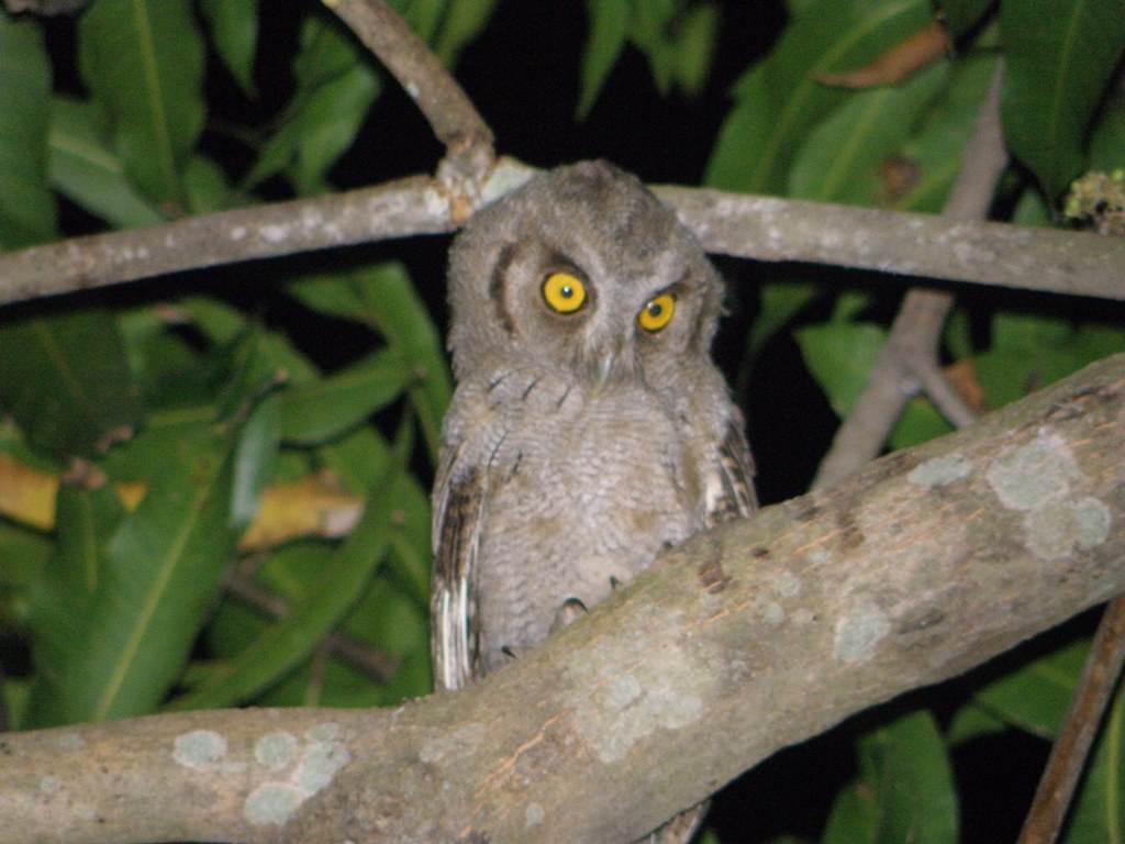 Foto Alilicucú Común