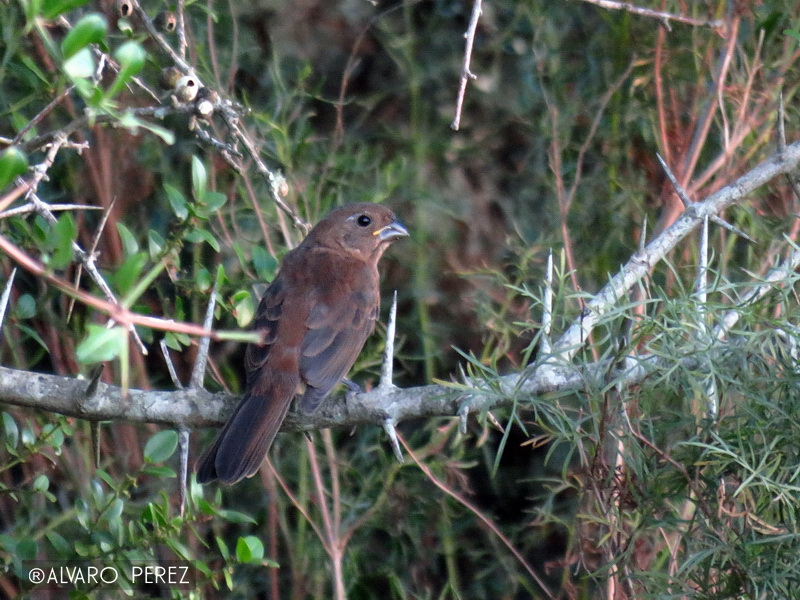 Photo Reinamora Chica