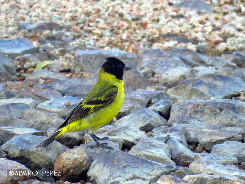 Foto Cabecitanegra Común