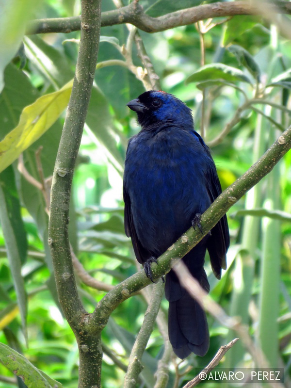 Foto Frutero Azul
