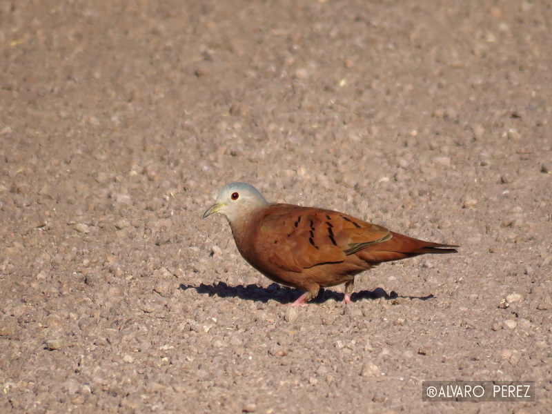 Photo Torcacita Colorada