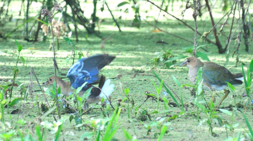 Foto Pollona Azul