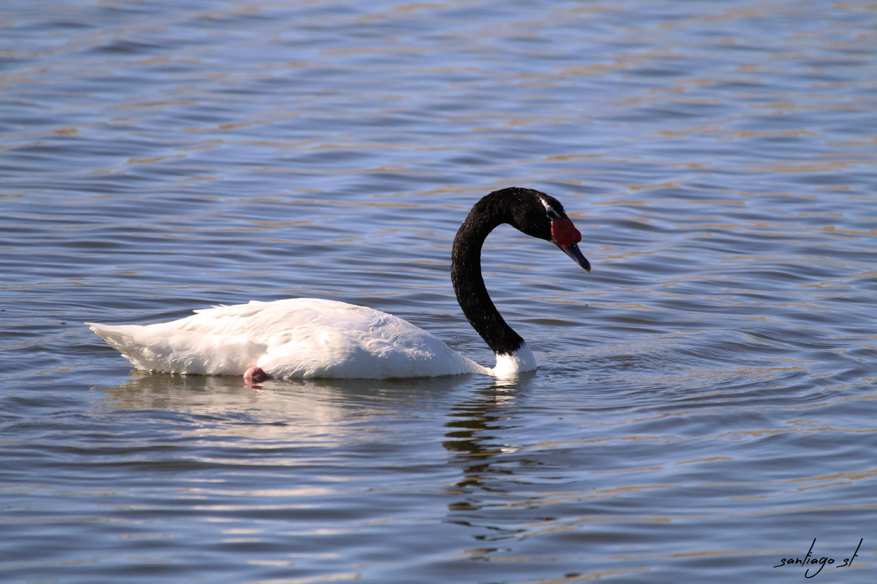 Photo Cisne Cuello Negro