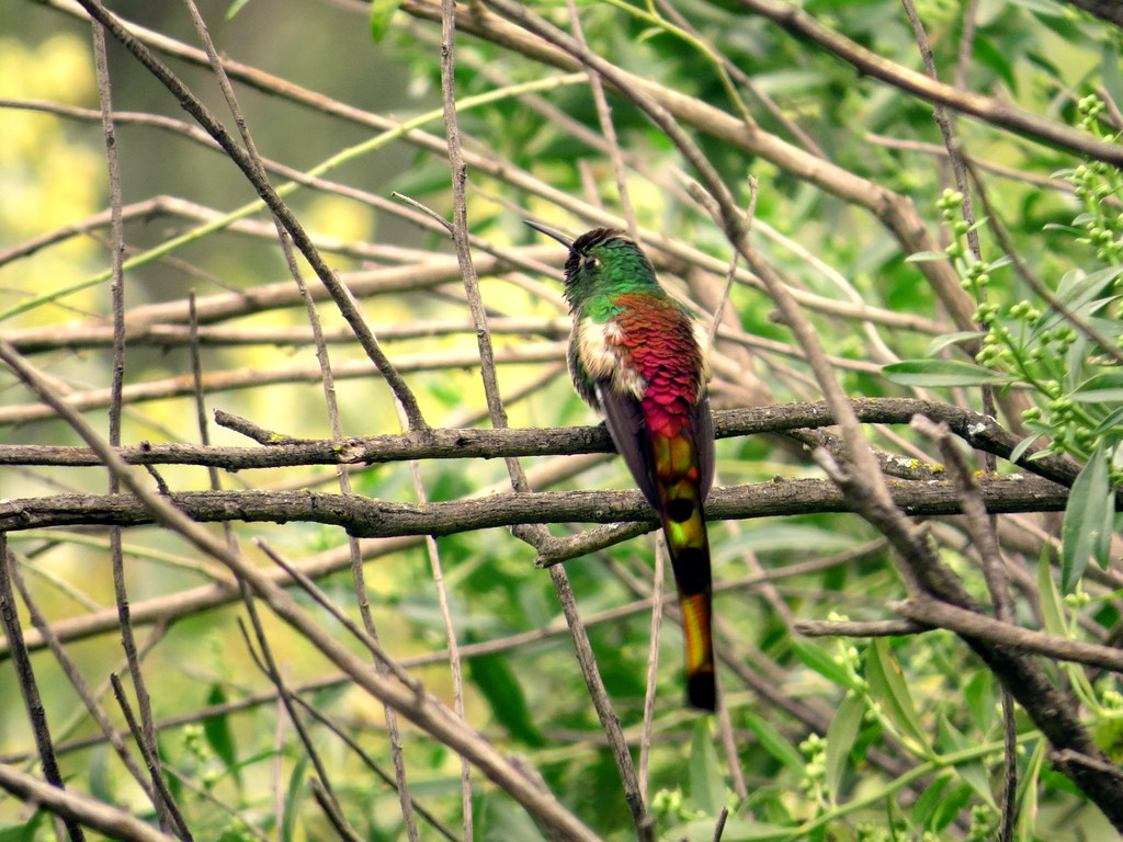 Photo Picaflor Cometa