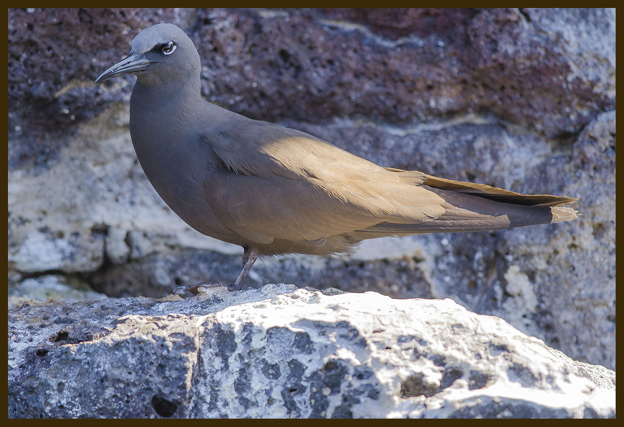 Photo Gaviotín de San Félix