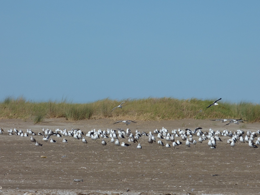 Photo Gaviota Cocinera