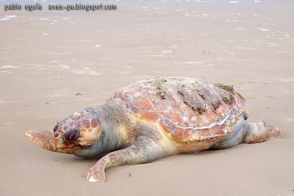 Foto Tortuga Cabezona