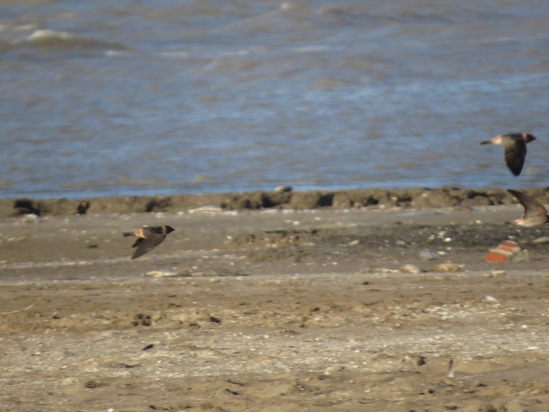 Photo Golondrina Rabadilla Canela