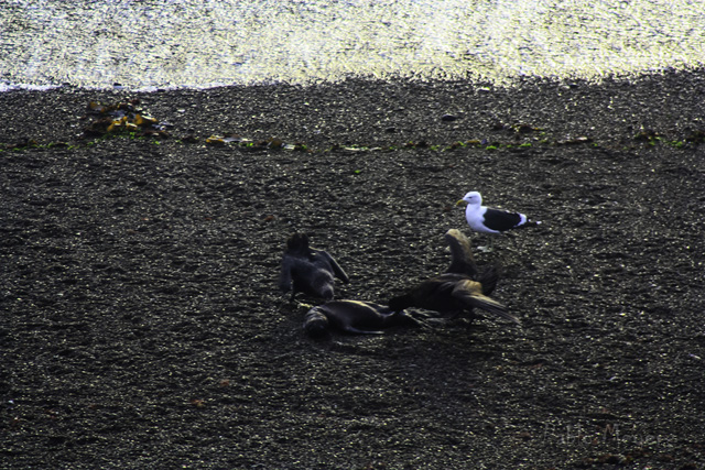 Foto Petrel Gigante Común