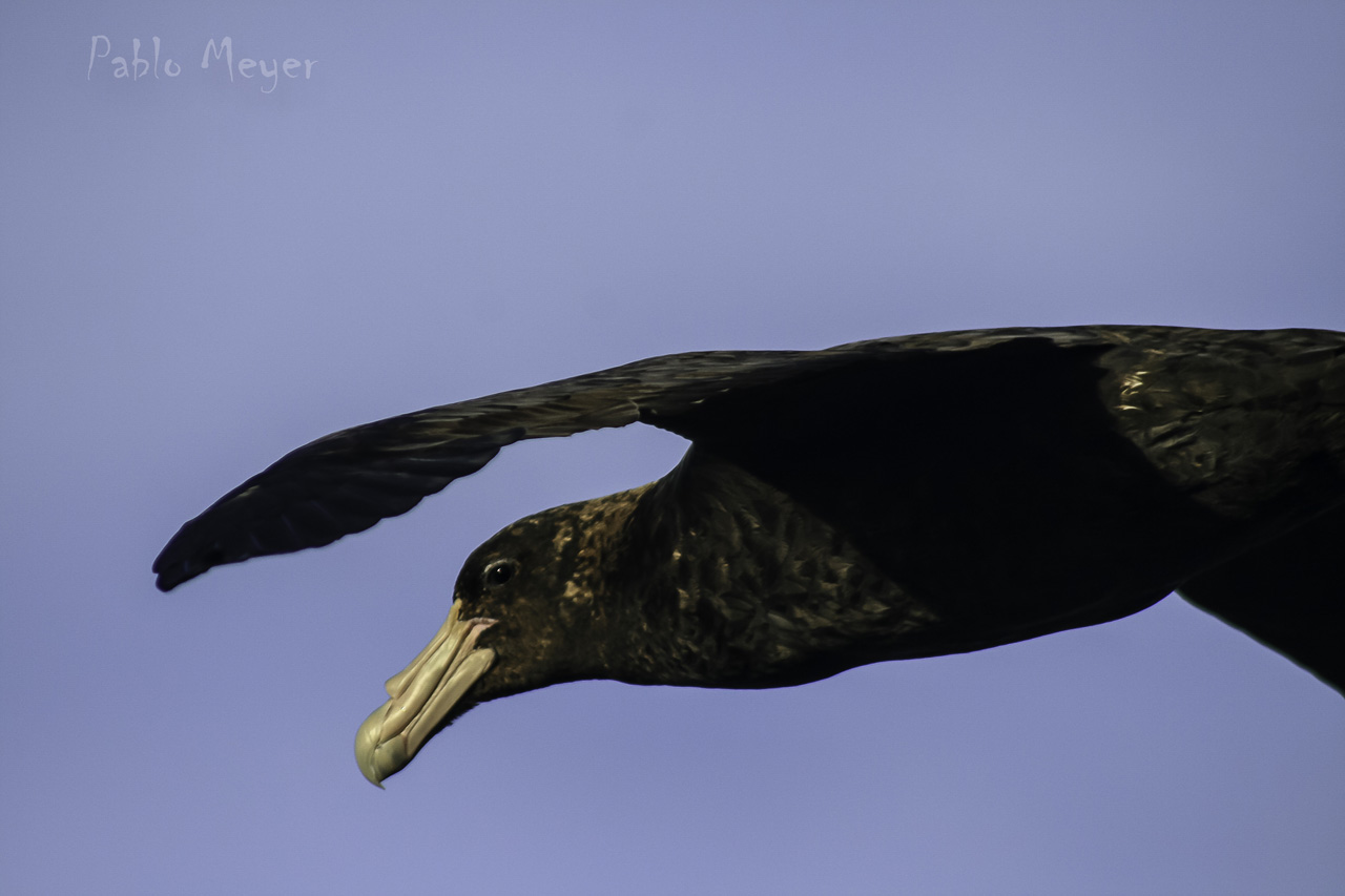 Photo Petrel Gigante Común