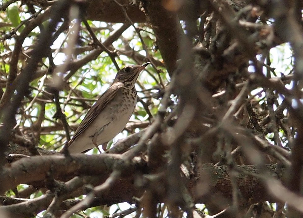 Foto Zorzalito Boreal