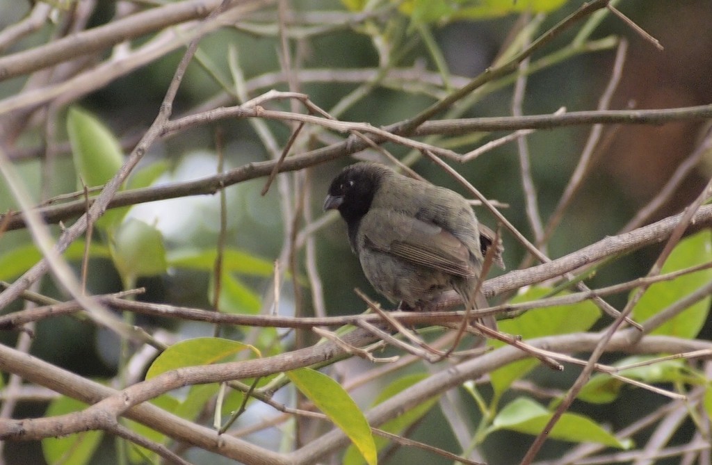 Foto Semillerito Bicolor