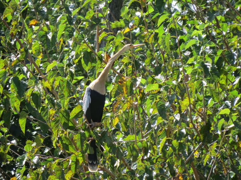Foto Aninga