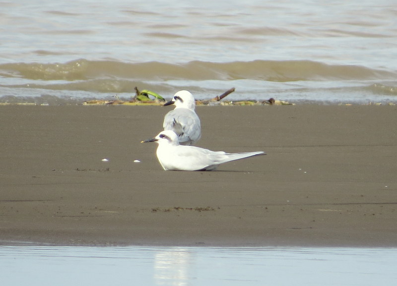 Photo Gaviotín Lagunero