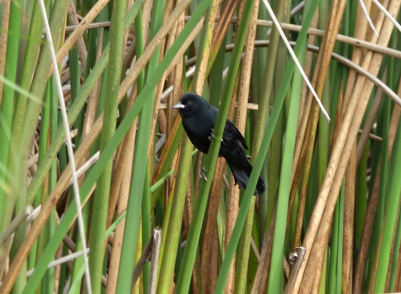 Foto Varillero Negro