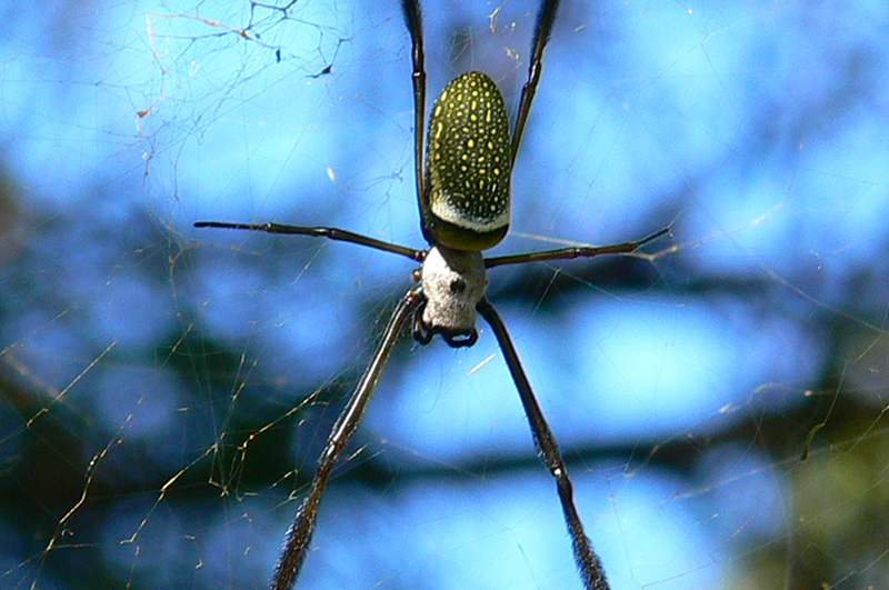 Foto Araña Tejedora Dorada