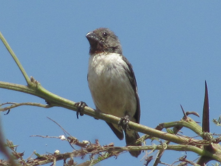 Foto Espiguero Corbatón