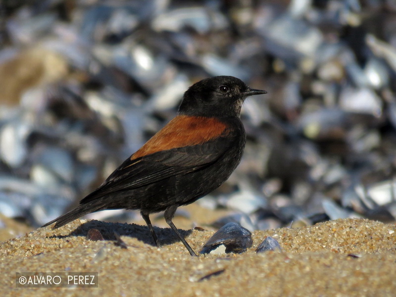 Foto Sobrepuesto Común