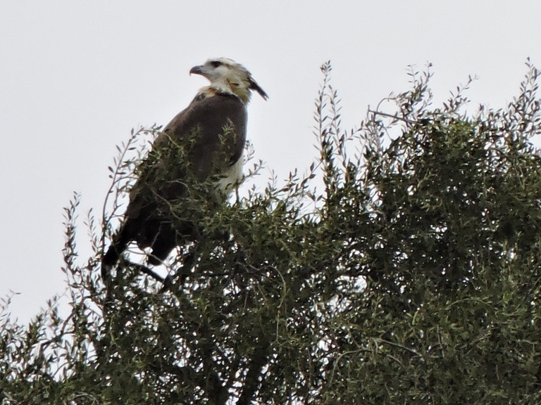 Photo Águila Coronada