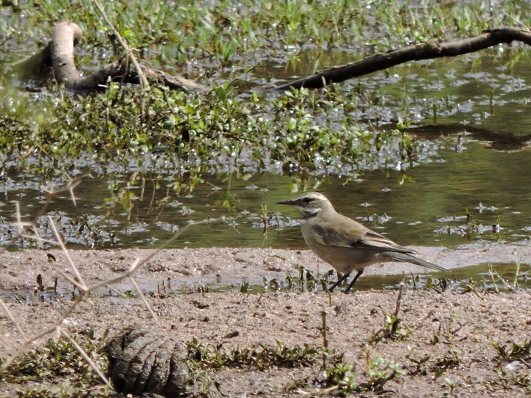 Foto Remolinera Común