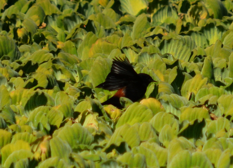 Foto Sobrepuesto Común