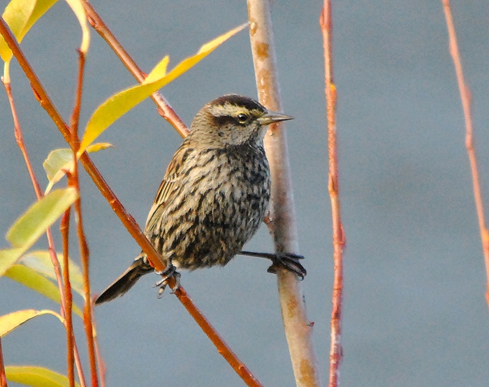 Foto Varillero Ala Amarilla