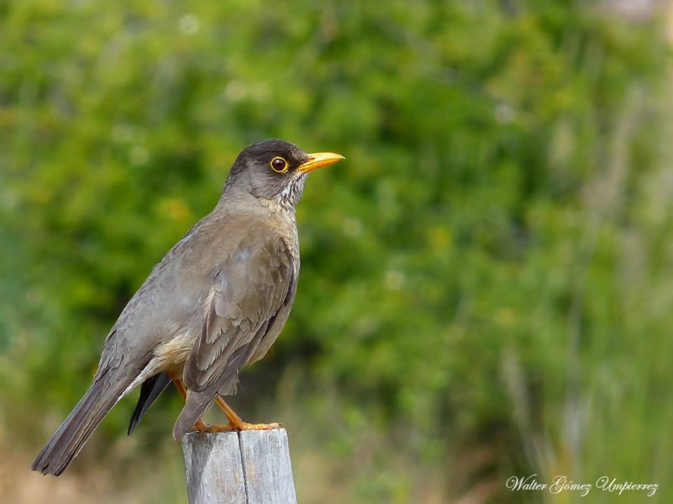 Foto Zorzal Patagónico