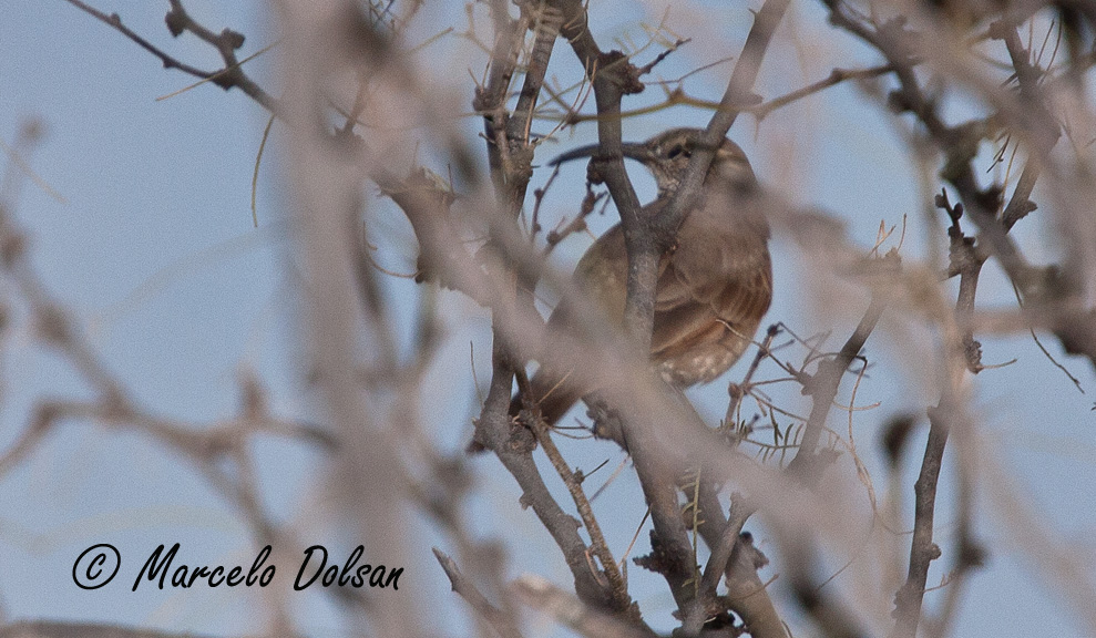 Foto Bandurrita Común