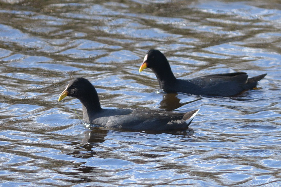 Photo Gallareta Escudete Rojo