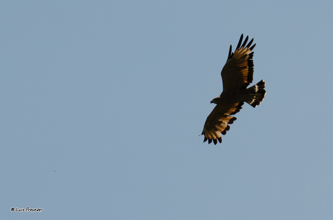 Photo Aguilucho Colorado