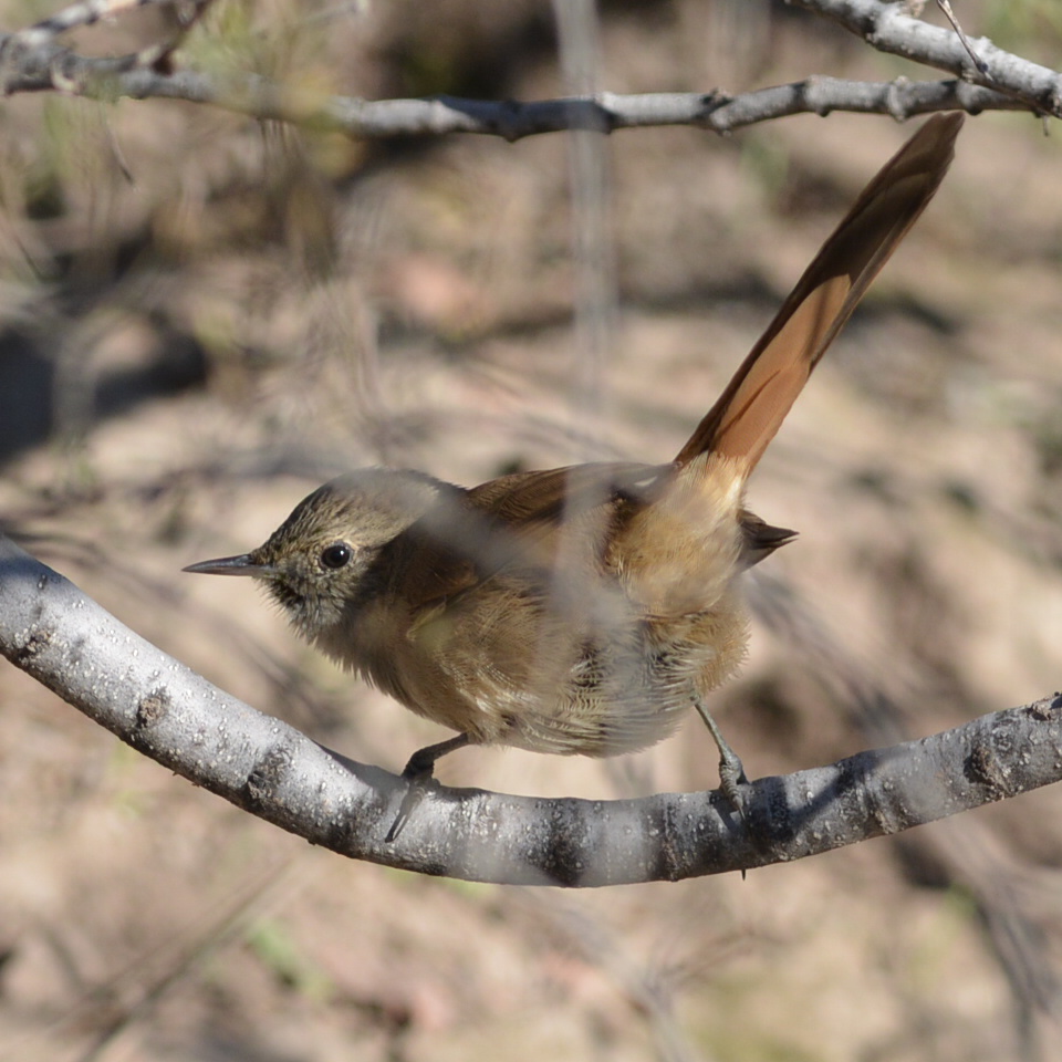 Foto Canastero Coludo