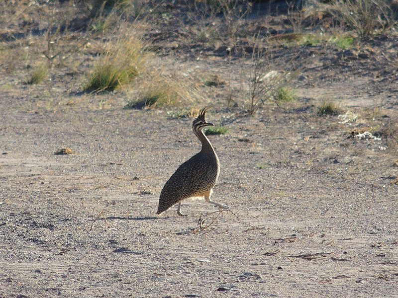 Foto Martineta Común