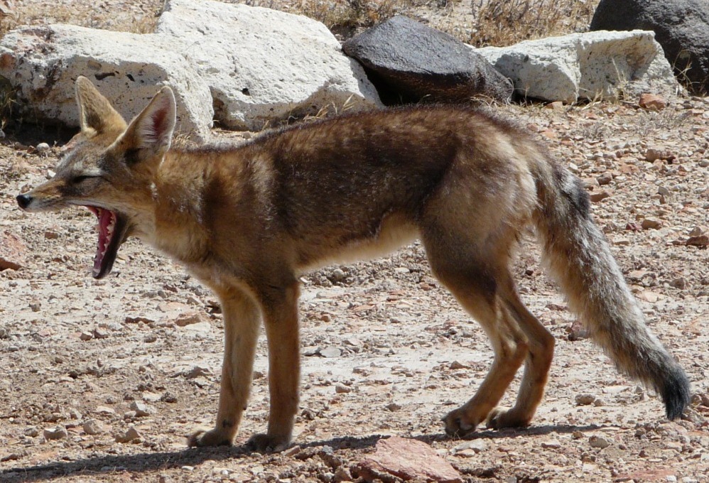 Foto Zorro Gris Chico