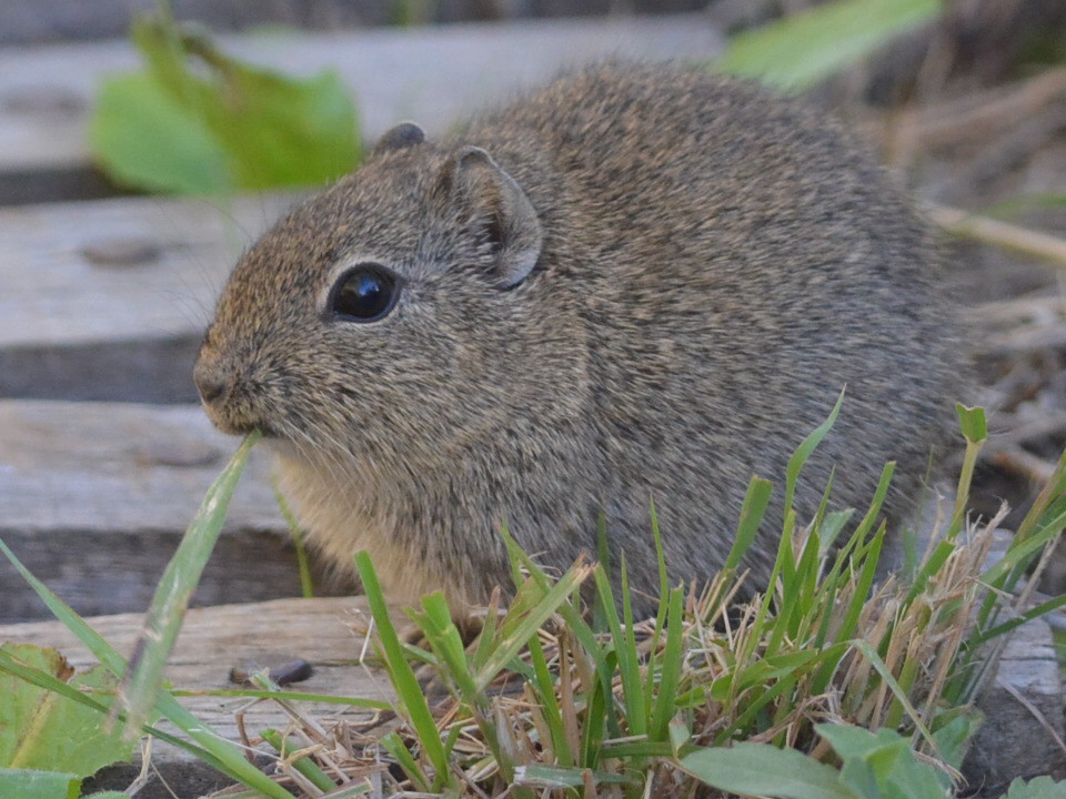Foto Cuis Chico Menor