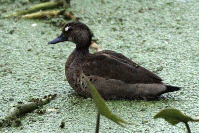 Foto Pato Cutirí